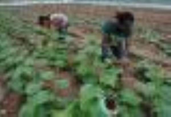 IITA, 2 others target job creation and increase in productivity of maize and cassava in Nigeria