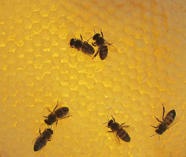 Agave honey bee log hive honey comb harvest. - Source: Neil Rusch/no reuse without permission