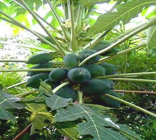 PAWPAW