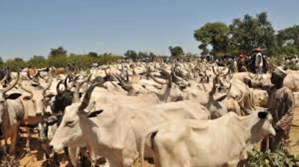 Chad Repays Angola $100m Debt With 75,000 Cows