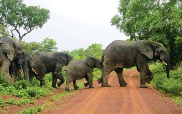 CSOs accuse govt of 'nicodemusly' issuing permit for mining near Mole National park despite recent ban