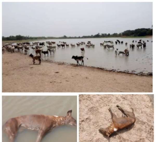 Conflict looms in Bimbilla as residents caution cattle headers for destroying the only source of drinking water