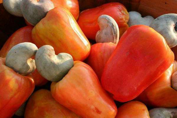 COVID –19: Negatively Impacting Ghana’s Cashew Sector!!