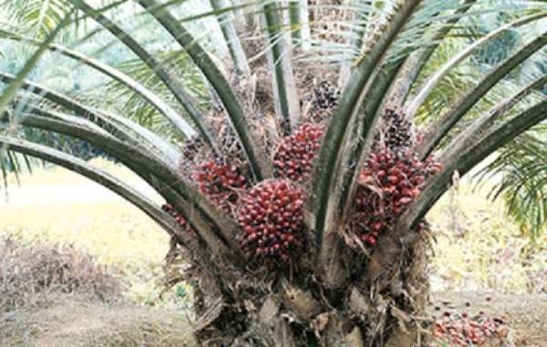 Ripe palm fruits on a palm tree