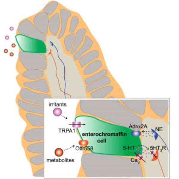 A Letter To My Enterochromaffin Cells