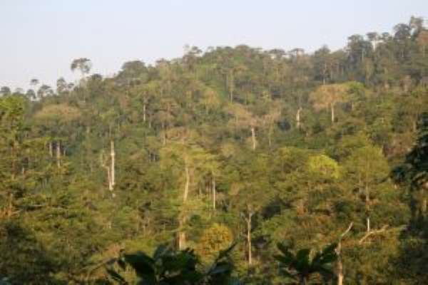 Asewa Forest Is