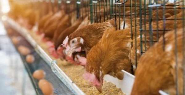 Ghana bans importation of poultry, poultry products from neighbouring countries over bird flu outbreak