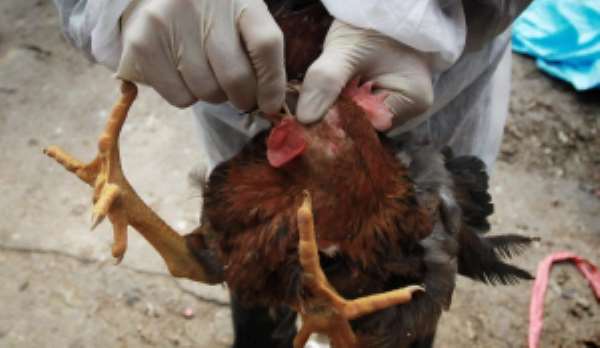 Bird Flu Hits Ghana; Over 11,000 Birds Killed
