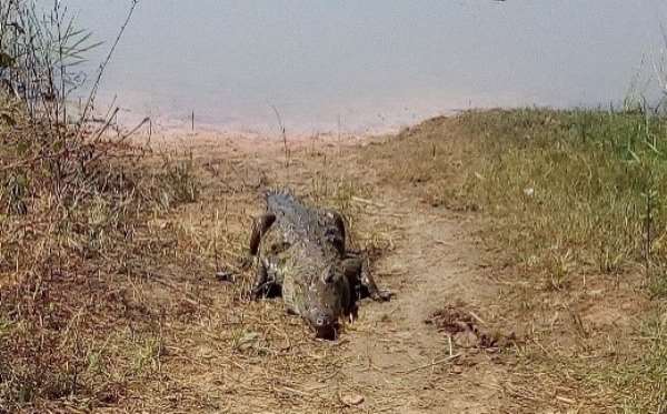 Living With Crocodile: The Untold Story Of Kulmasa Myths And Beliefs In The Upper West Region