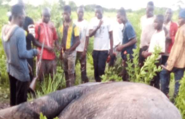 Farmer killed by elephants at East Mamprusi; leaves behind 3 wives, 13 children