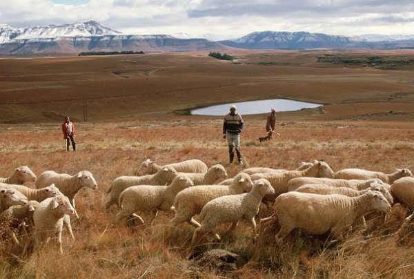 The distribution of agricultural land in South Africa remains deeply unequal. - Source: Photo by David Turnley/Corbis/VCG via Getty Images