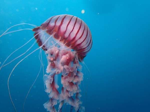 New Chrysaora from the coast of South Africa - Source: Peter Southwood