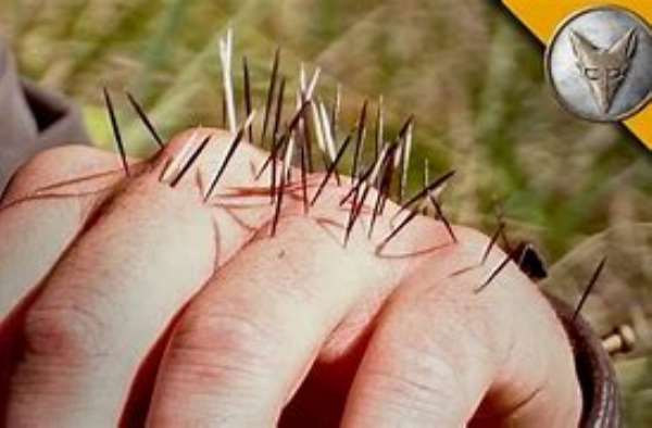 Dancing With Porcupines Without Getting Hurt Part 1