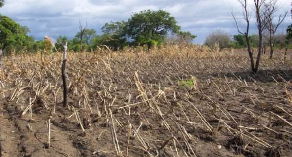 Kwahu Afram Plains: Drought Disrupts Minor Planting Season