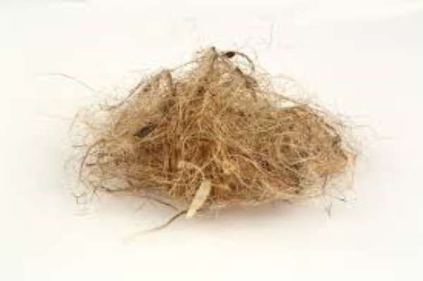 Great Nutrition: Kenaf, the multipurpose plant