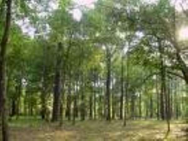 New National And Corporate Climate Action On Forests At COP23
