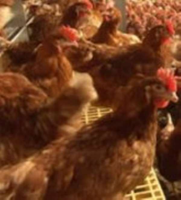 Don’t rush for battery cage systems, poultry farmers warned