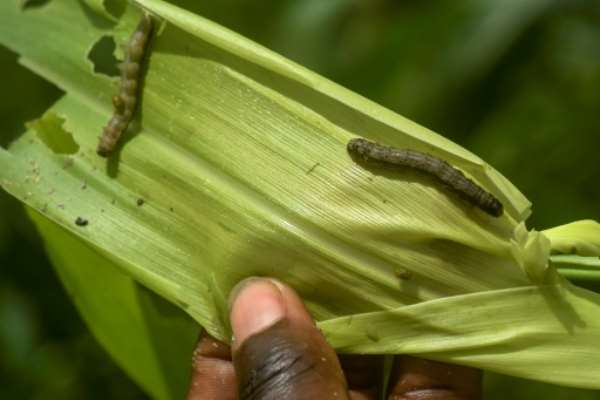 A/R: Fall armyworms destroy over 2,000 hectares of maize farms