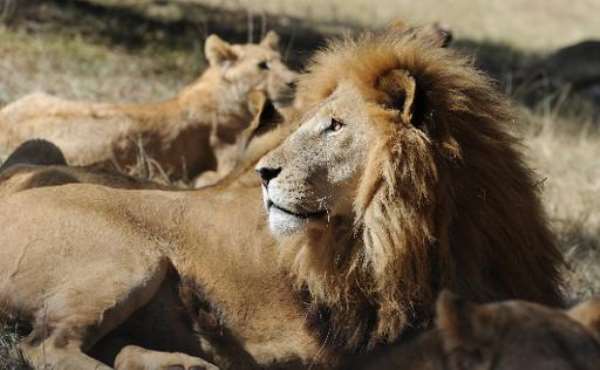 End wildlife trade; World Animal Protection urges