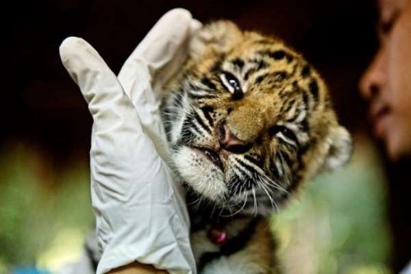 Public support climbing to 50,000 voices urging congress to increase fy22 funding for wildlife conservation