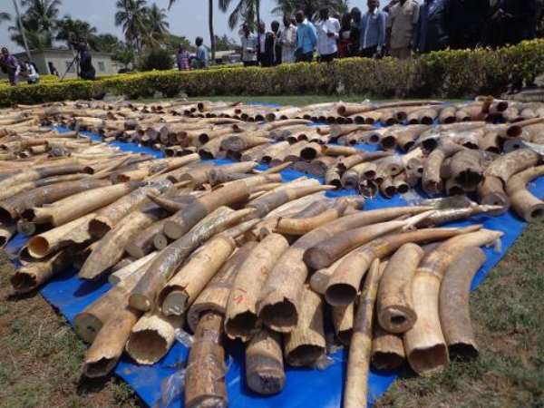 A stock of recently seized Ivory in Lome's autonomous port on February 4, 2014. By Emile Kouton (AFP/File)