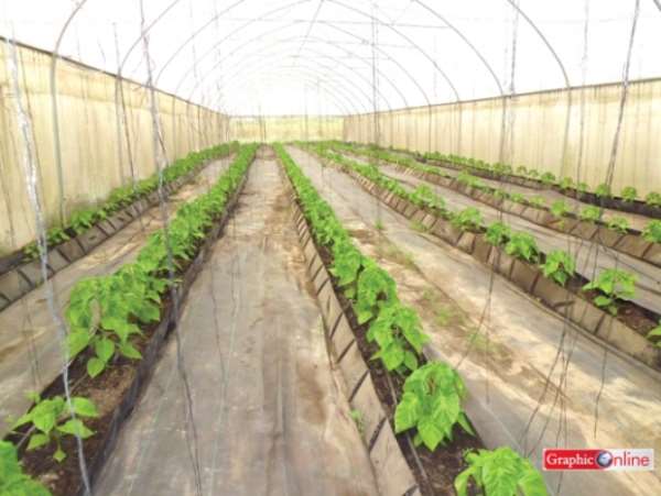 Greenhouse farming technology introduced at Vakpo