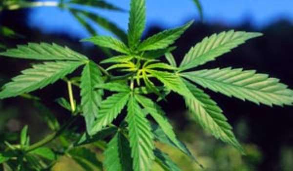 Growing Trends in Africa - The Rise of Cannabis