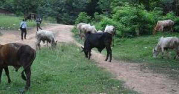 Afia Kobi Children's Library closed down…as cattle take over Children's Park
