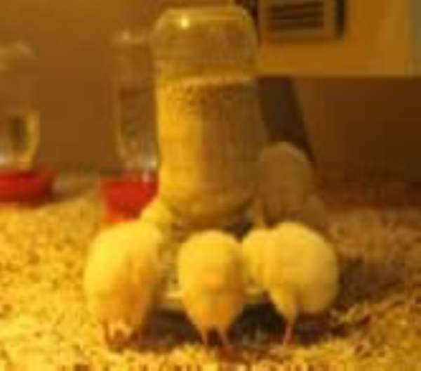 Third avian flu outbreak recorded.