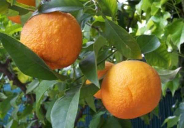 Oranges estimated to cost over GH¢10,000 had gone rotten due to unfavourable marketing conditions.