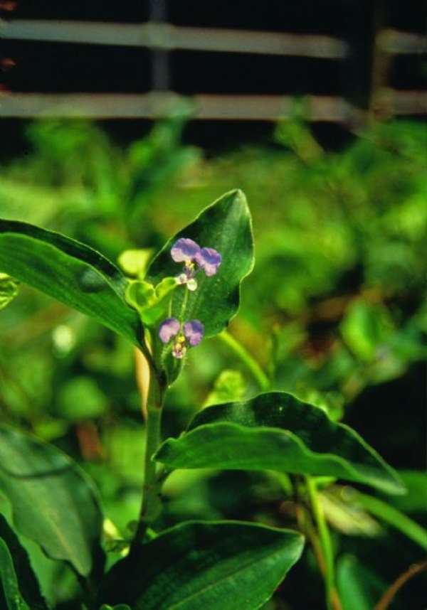 Ghanaian Plants Effective in Wound Healing