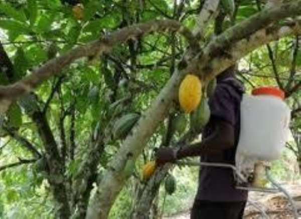 Let us fight the swollen shoot bug - COCOBOD