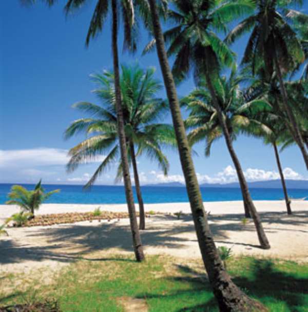 Harvested coconuts lined up on the beach.