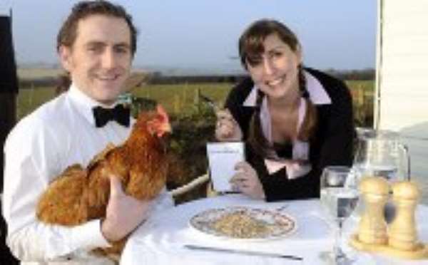 Man sets up hotel for chickens