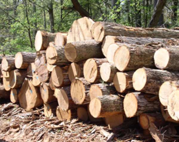 Ghana Timber Association Condemns Okyenhene’s Task Force