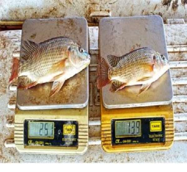 Ghana’s aquaculture boosted with improved strain of Nile Tilapia