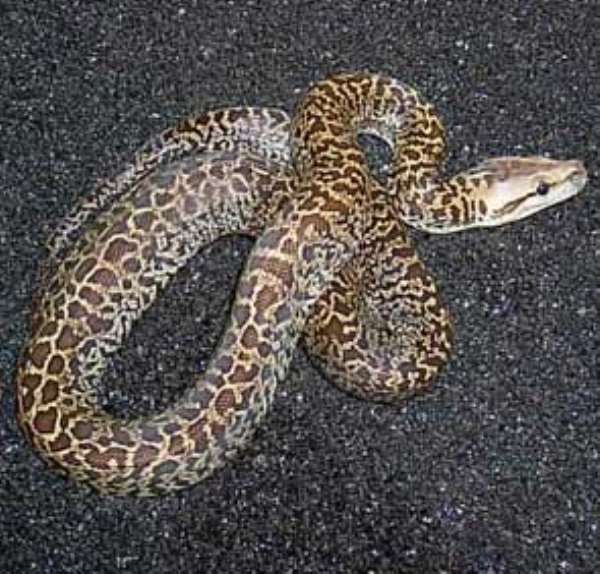 Snakes, Other Reptiles Invade School