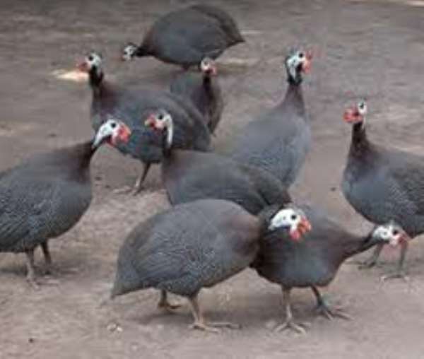 'Ghana can soon be exporting guinea fowl'