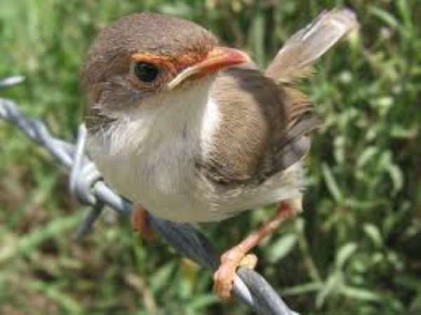 Our Vanishing World: Birds