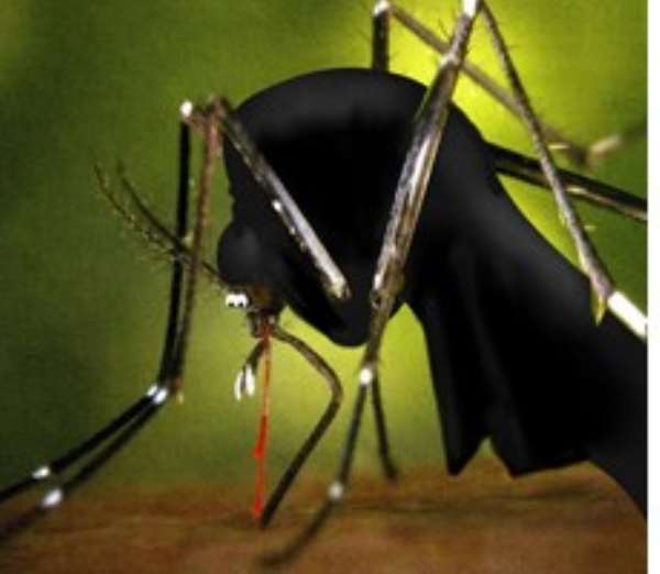 Mosquitoes carry the parasite which causes malaria in humans