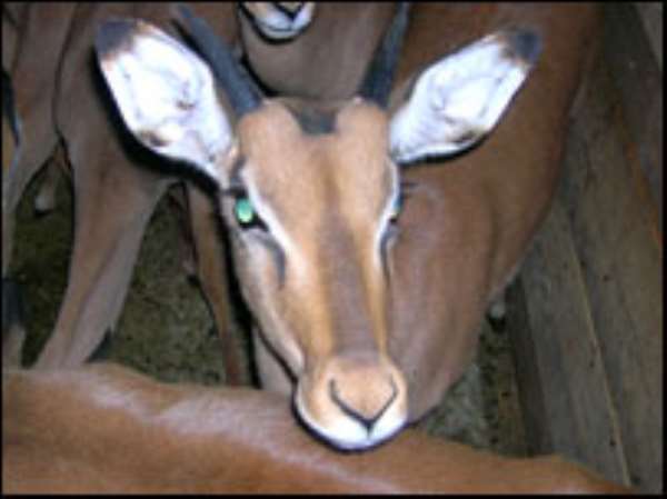 Namibia flies animals to Nigeria