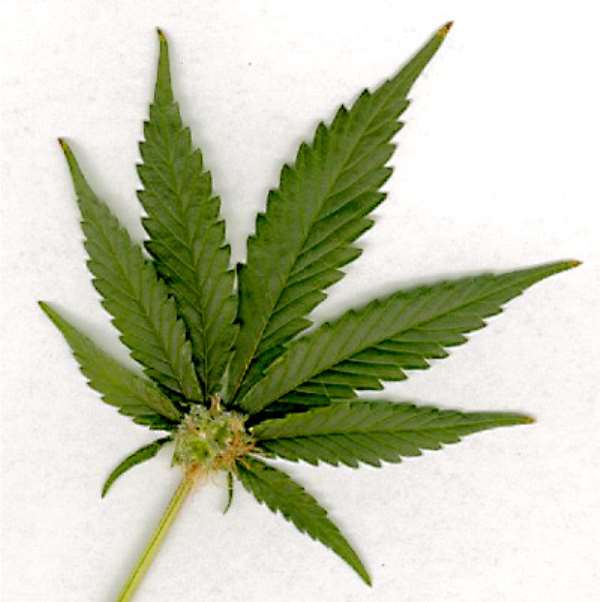 American Presidents and Marijuana Use