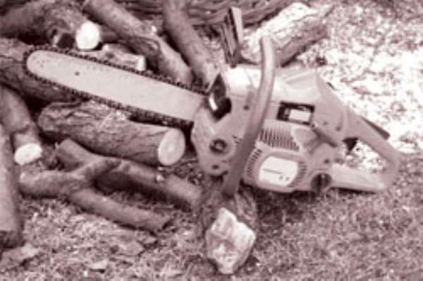 Tree cutting and effects on the economy