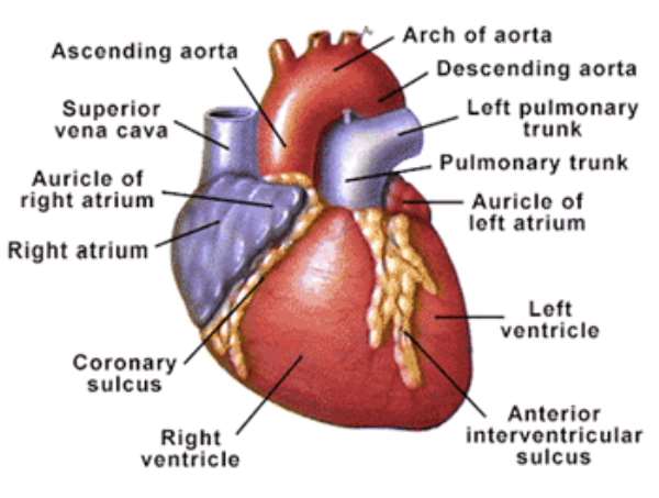 Six Tips for a Healthy Heart