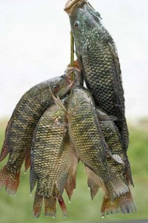 $8-million fisheries project to be sited in Volta Region