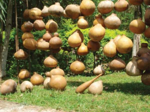 Long live the King, unpainted Calabash Installation, 2009.