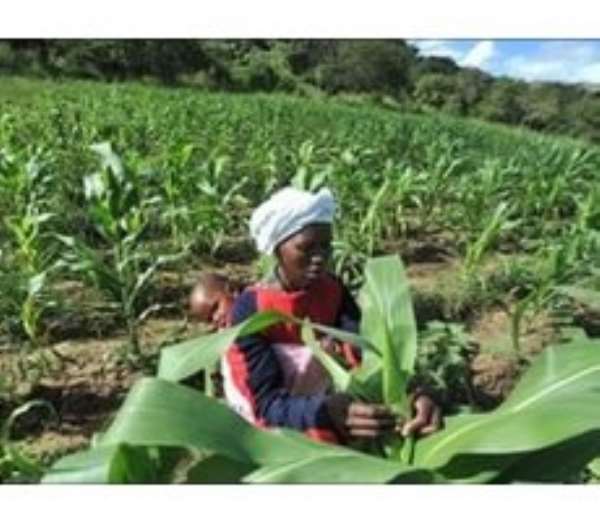 Report: Climate change threatens food security of urban poor