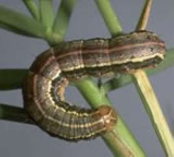 Genetically Modified Organisms Can Eradicate Fall Army Worms—Biotechnologist