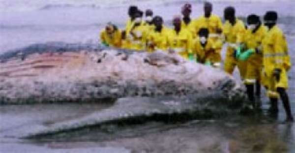 One of the seven whales washed ashore