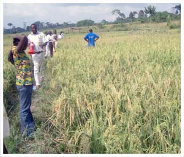 New Project To Boost Rice Production In Northern Region